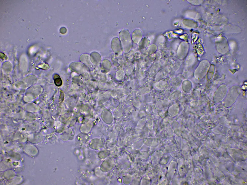 Brevicellicium olivascens 10 - Basidios Melzer-004
